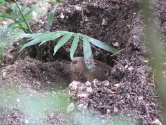 Heterogeomys hispidus