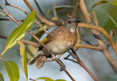 Conopophila albogularis