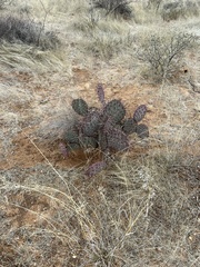 Opuntia macrocentra