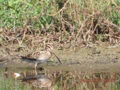 Gallinago gallinago
