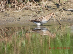 Gallinago gallinago