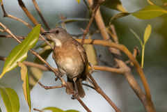 Conopophila albogularis