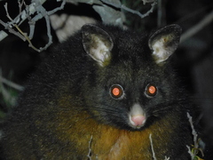 Trichosurus vulpecula fuliginosus
