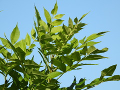 Fraxinus excelsior