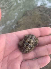 Acanthopleura