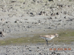Calidris subminuta