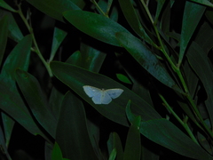 Poecilasthena pulchraria
