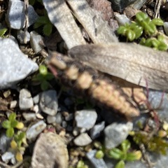 Pyractomena borealis