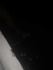 Noctiluca scintillans