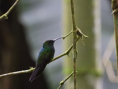 Chalybura buffonii