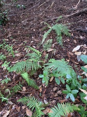 Polystichum dudleyi