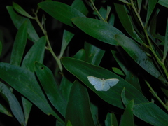 Poecilasthena pulchraria
