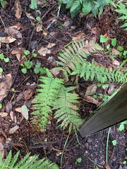 Polystichum dudleyi