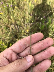 Muhlenbergia expansa