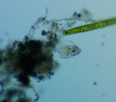 Rotifera