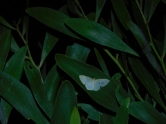 Poecilasthena pulchraria