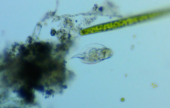 Rotifera