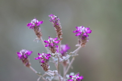 Dalea bicolor