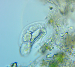Rotifera