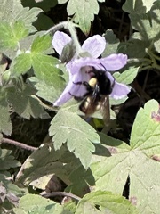 Bombus ephippiatus