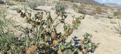 Datura discolor