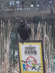 Corvus macrorhynchos japonensis