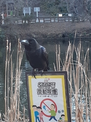 Corvus macrorhynchos japonensis