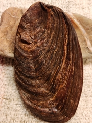 Buccinidae