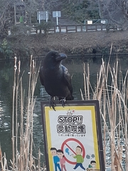 Corvus macrorhynchos japonensis