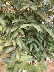 Cinnamomum cassia