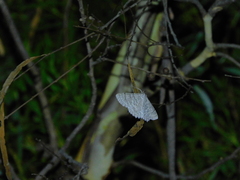 Crypsiphona tasmanica