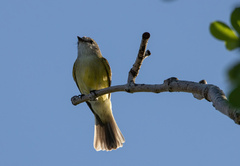 Microeca flavigaster