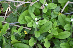 Lithospermum matamorense