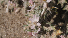 Loeseliastrum schottii