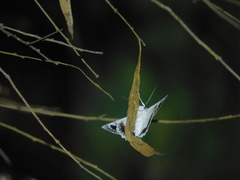 Crypsiphona tasmanica