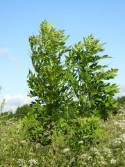 Fraxinus excelsior