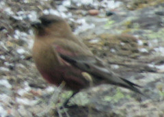 Leucosticte australis