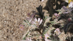 Loeseliastrum schottii