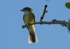 Microeca flavigaster