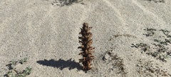 Aphyllon cooperi cooperi