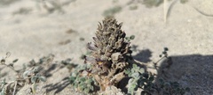 Aphyllon cooperi cooperi