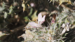 Loeseliastrum schottii