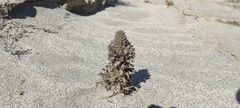 Aphyllon cooperi cooperi