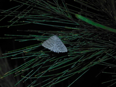 Crypsiphona tasmanica