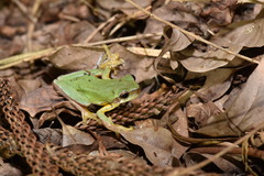 Hyla chinensis