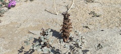 Aphyllon cooperi cooperi