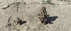 Aphyllon cooperi cooperi