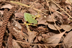 Hyla chinensis