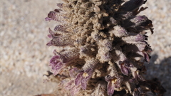 Aphyllon cooperi cooperi