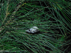 Crypsiphona tasmanica